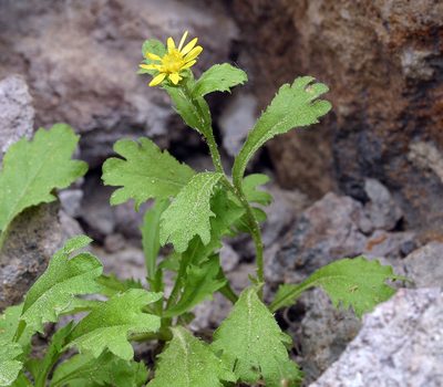 Tonestus eximius, photographed by Steve Matson