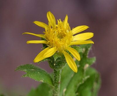 Tonestus eximius, photographed by Steve Matson