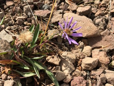 Oreostemma alpigenum, photographed by Casey Schreiner