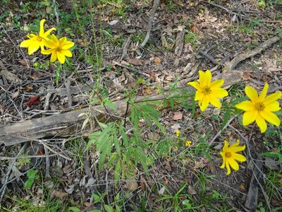 Bidens polylepis, photographed by Thomas Koffel