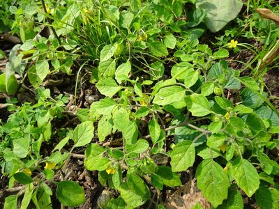 Physalis missouriensis, photographed by Thomas Koffel