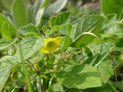 Physalis missouriensis, photographed by Thomas Koffel