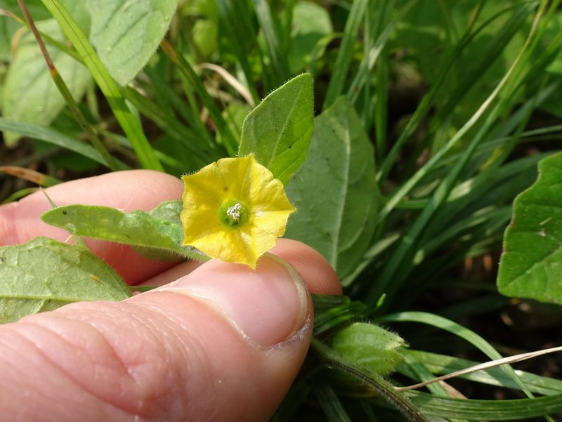 Physalis missouriensis, photographed by Thomas Koffel