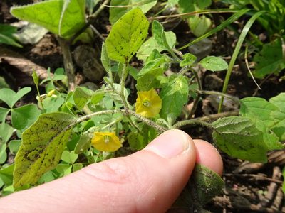 Physalis missouriensis, photographed by Thomas Koffel