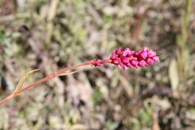 Persicaria orientalis, photographed by Quinten Wiegersma