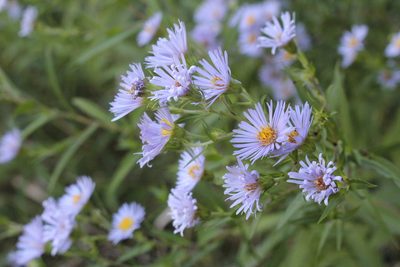 Symphyotrichum firmum, photographed by Quinten Wiegersma