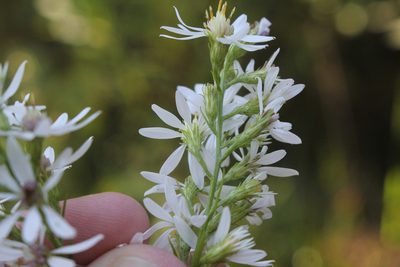 Symphyotrichum urophyllum, photographed by Quinten Wiegersma