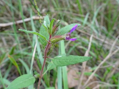 Cuphea viscosissima, photographed by Thomas Koffel