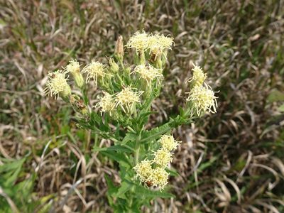 Brickellia eupatorioides, photographed by Thomas Koffel
