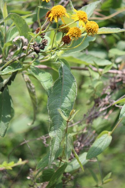 Verbesina robinsonii, photographed by José Belem Hernández Díaz