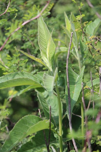 Verbesina robinsonii, photographed by José Belem Hernández Díaz