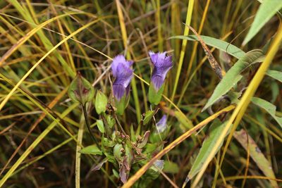Gentianopsis virgata, photographed by Jacob Friend