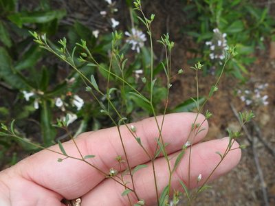 Linum micranthum, photographed by Sam Kieschnick