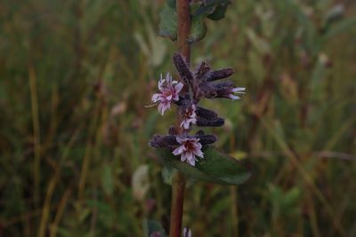 Nabalus racemosus, photographed by Jacob Friend