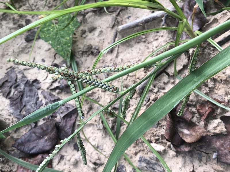 Paspalum scrobiculatum, photographed by John Kees