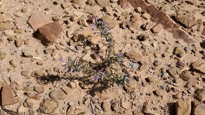 Ipomopsis multiflora, photographed by Craig Martin