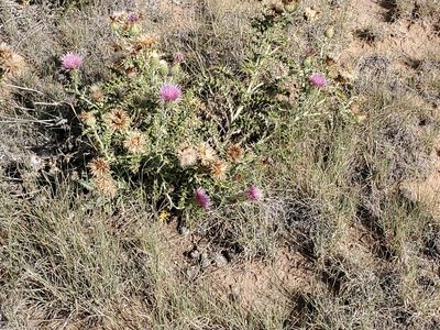 Cirsium ochrocentrum, photographed by Craig Martin