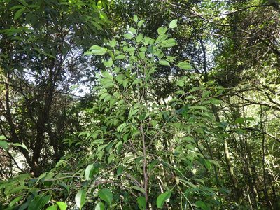 Pentaphylax euryoides, photographed by Aaron Liston