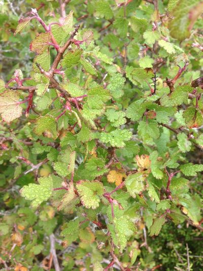 Ribes tortuosum, photographed by Adam J. Searcy