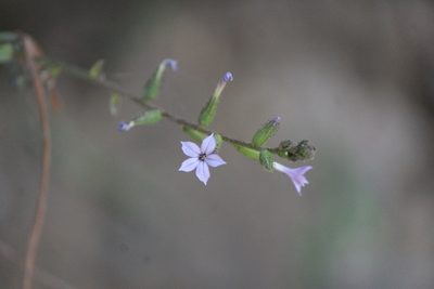 Plumbago pulchella, photographed by José Belem Hernández Díaz