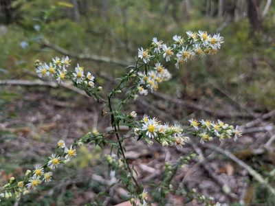 Symphyotrichum racemosum, photographed by Laura J. Costello
