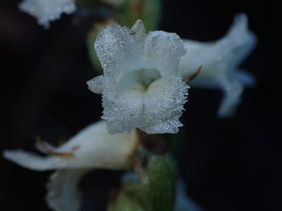 Spiranthes arcisepala, photographed by John Baur