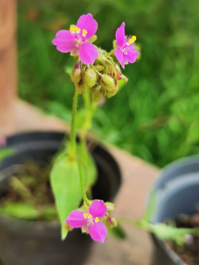 Tripogandra disgrega, photographed by M. Socorro González Elizondo