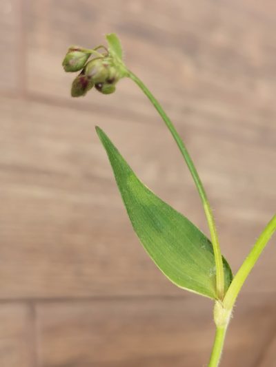 Tripogandra disgrega, photographed by M. Socorro González Elizondo