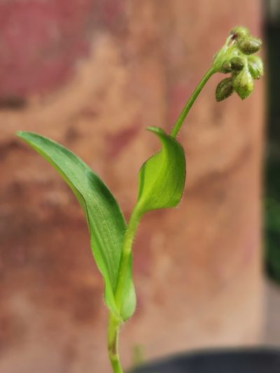 Tripogandra disgrega, photographed by M. Socorro González Elizondo