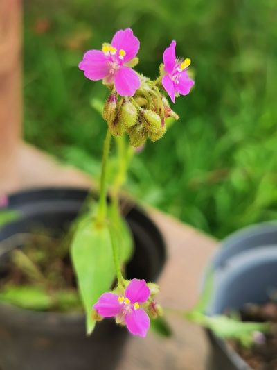 Tripogandra disgrega, photographed by M. Socorro González Elizondo