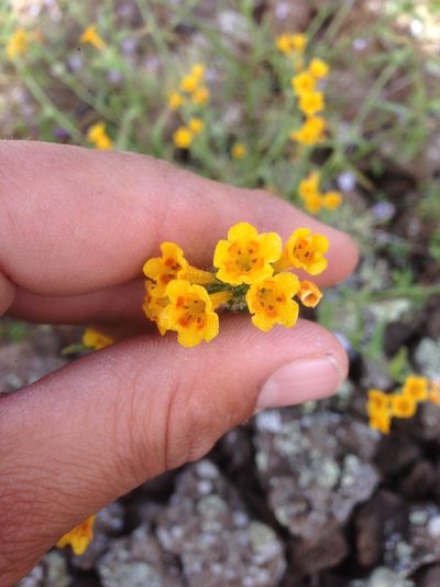 Amsinckia inepta, photographed by Adam J. Searcy
