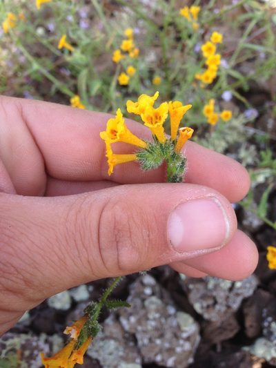 Amsinckia inepta, photographed by Adam J. Searcy