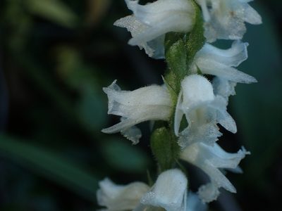 Spiranthes arcisepala, photographed by John Baur