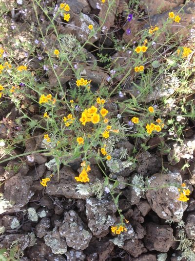 Amsinckia inepta, photographed by Adam J. Searcy