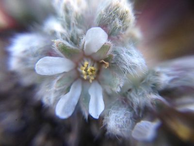 Potentilla argyrocoma, photographed by Adam J. Searcy
