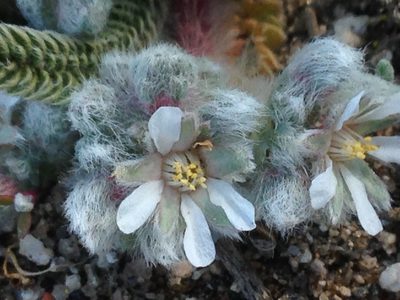 Potentilla argyrocoma, photographed by Adam J. Searcy