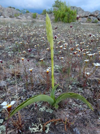 Dichromanthus michuacanus, photographed by Carlos Martorell