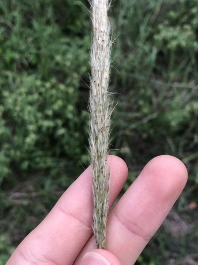 Bothriochloa longipaniculata, photographed by Sophia K