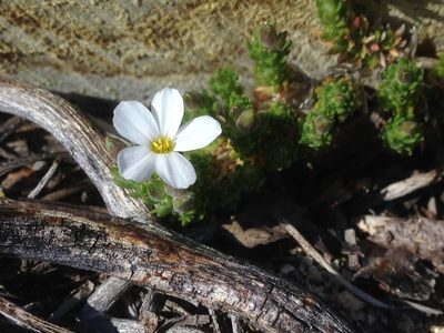 Leptosiphon melingii, photographed by Adam J. Searcy