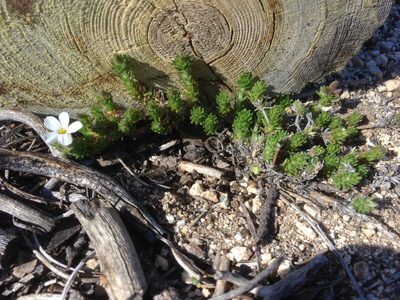 Leptosiphon melingii, photographed by Adam J. Searcy