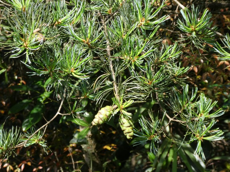 Pinus fenzeliana, photographed by Aaron Liston