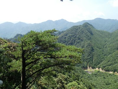Pinus fenzeliana, photographed by Aaron Liston