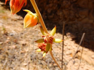 Echeveria nodulosa, photographed by Carlos Martorell