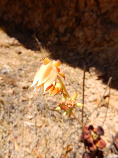 Echeveria nodulosa, photographed by Carlos Martorell