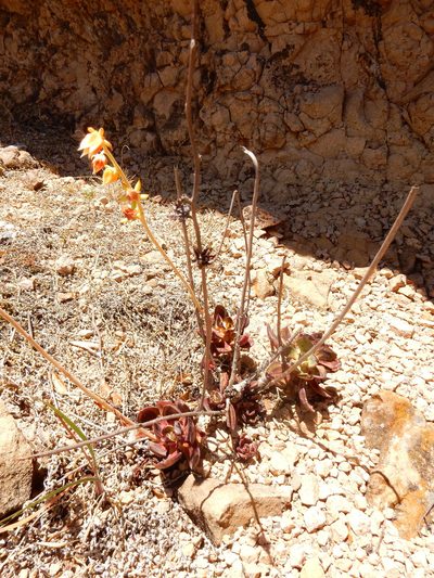 Echeveria nodulosa, photographed by Carlos Martorell