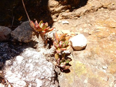 Echeveria nodulosa, photographed by Carlos Martorell