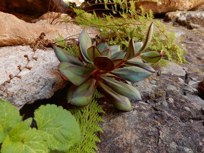 Echeveria nodulosa, photographed by Carlos Martorell