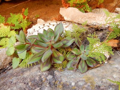 Echeveria nodulosa, photographed by Carlos Martorell