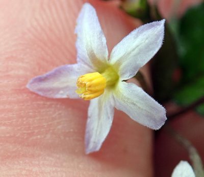 Solanum opacum, photographed by Peter de Lange