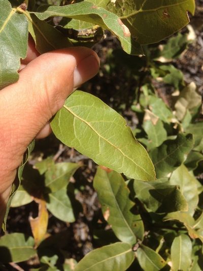 Quercus peninsularis, photographed by Adam J. Searcy